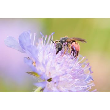 De Vaarttaluds als Vlaams Wilde Bijenreservaat