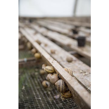Avon(d)toeren bij de boeren - Ontdek de wondere wereld van de escargots