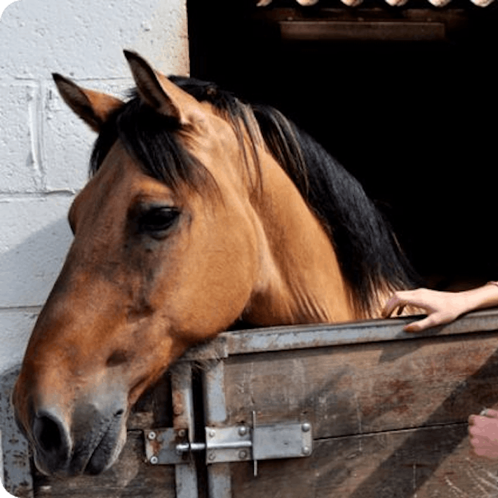 Activak jeugdvakanties – Paardrijden manege Speycker (8-13 jaar)
