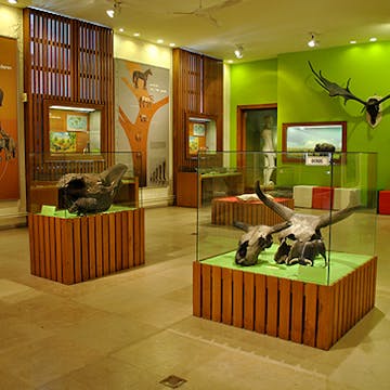 Voorhistorische zoogdieren