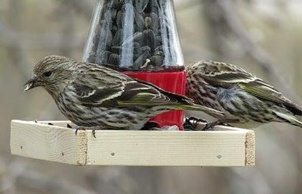Natuurspeurdertjes: 'Vreemde vogels rond de voedertafel'