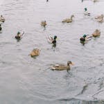 Zondagmorgenwandeling de Gavers - thema: Watervogels op de plas