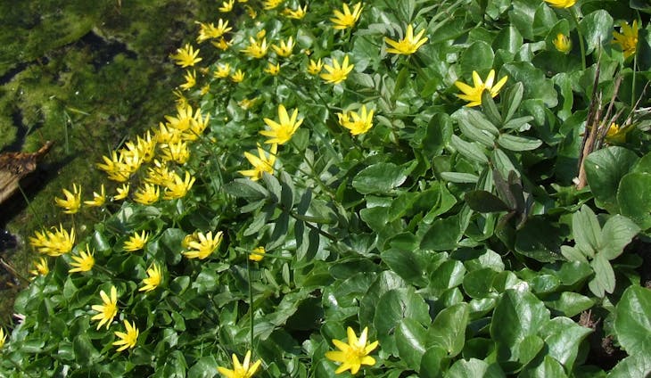 Voorjaarsflora bewonderen in Wijgmaalbroek