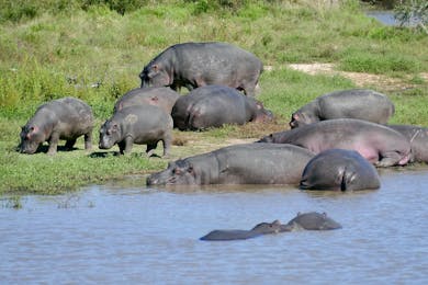 Photo Hippopotame