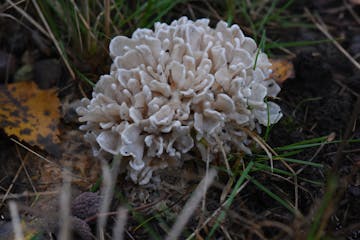 paddenstoelenwandeling