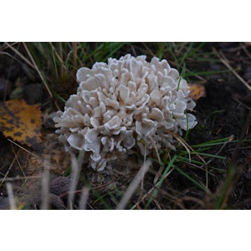 paddenstoelenwandeling