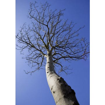 Zondagmorgenwandeling de Gavers - thema: groeien bomen tot in de hemel?