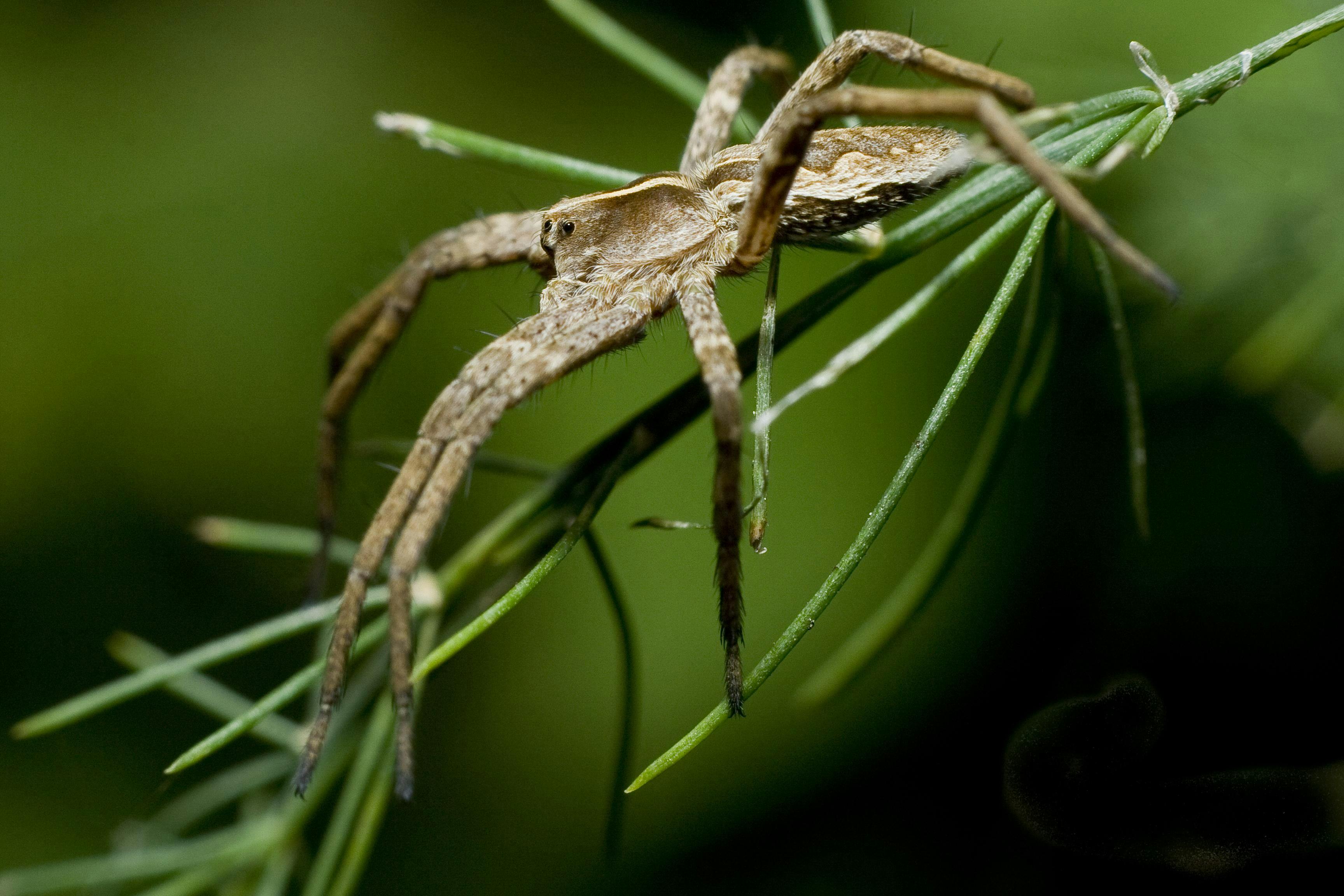 Wandeling in de Maten: Spinnenwebben in de mist
