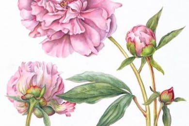 In de galerie : Botanische tekeningen