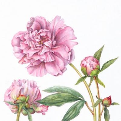 In de galerie : Botanische tekeningen