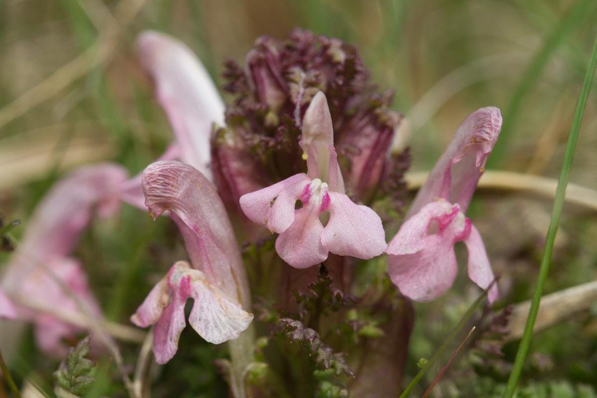 Heidekartelblad - Pedicularis sylvatica - © Jos Vandebergh