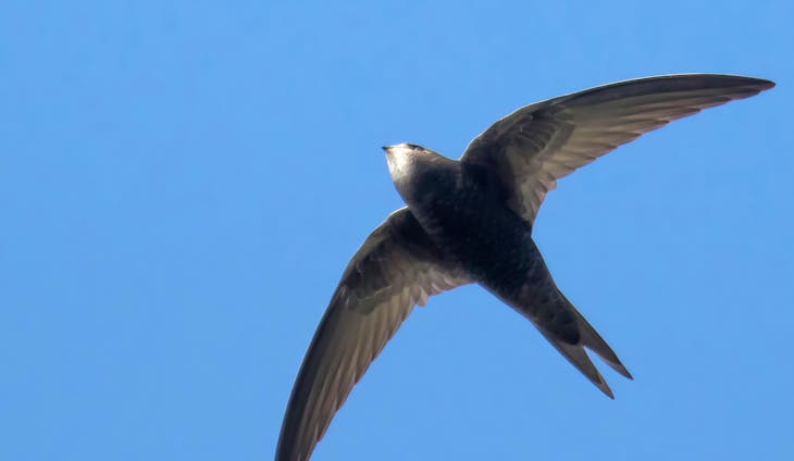 Gierzwaluwwandeling (1) op Wereldgierzwaluwdag - acrobaten in volle vlucht