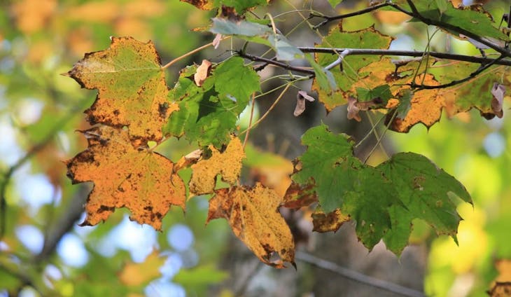 Natuurverhalen in de herfst + uitleg over beheer Wijgmaalbroek