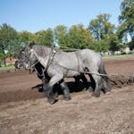 Erfgoeddag VIP: Boerenwijsheid. Demonstratie ploegen met paard