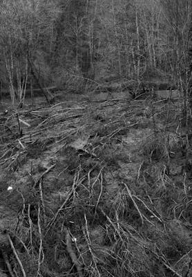 Gaël Turine. Op enkele kilometers van de stad Houyet in de vallei van de Lesse zijn tientallen bomen omgevallen als gevolg van de overstromingen van juli 2021.